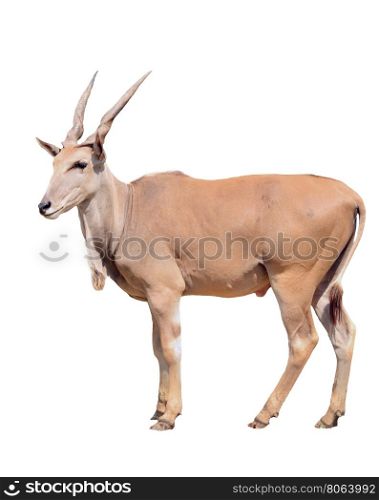 eland isolated on white background
