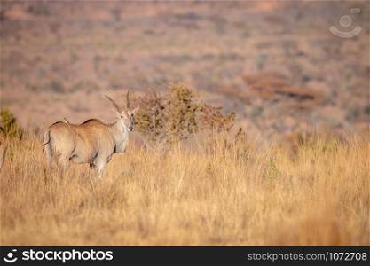 Eland standing in the high grass in the Welgevonden game reserve, South Africa.