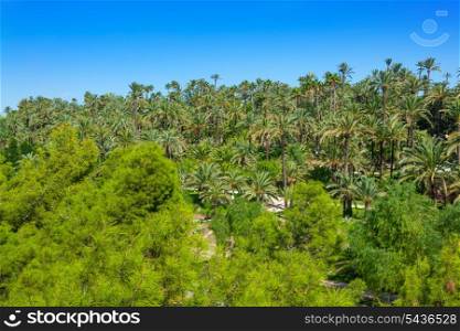 Elche Elx Alicante el Palmeral Park with many palm trees in Valencian Community of Spain