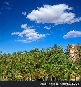 Elche Elx Alicante el Palmeral Park with many palm trees in Valencian Community of Spain