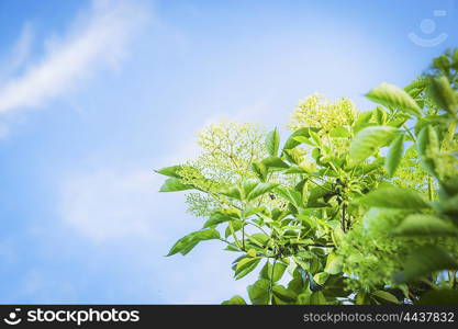 Elder blossom on sky background, outdoor