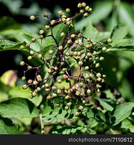 elder bush with unripe elderberries