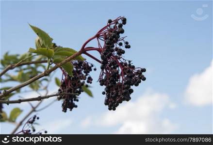 elderberries on green leaves with blue sky and white clouds as background