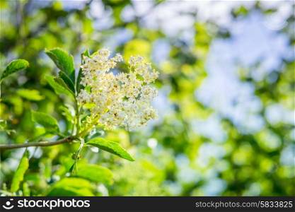 Elderberry flower in fresh green nature