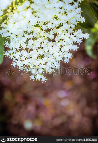 Elderberry flowers, close up