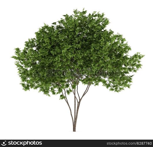 elderberry tree isolated on white background