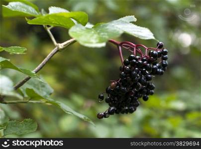 elderberry wet in the garden in Holland