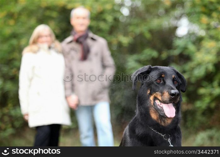 Elderly couple walking dog in park