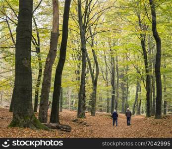 elderly couple walks in autumnal beech forest in the netherlands on utrechtse heuvelrug