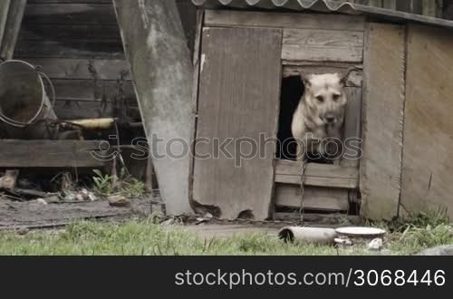 Elderly dog peeking out of the door of a wooden dog house in the garden as though posing for the camera