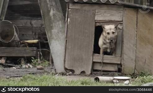 Elderly dog peeking out of the door of a wooden dog house in the garden as though posing for the camera