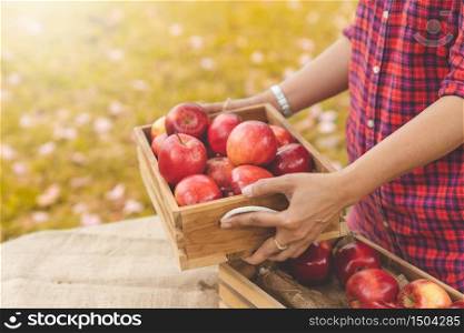 Elderly gardener hold apples on a wooden box after picking from apple farm