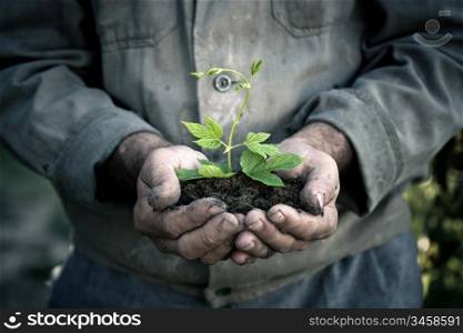 Elderly man hands holding a green young plant. Symbol of spring and ecology concept