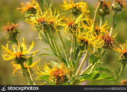 Elecampane (Inula helenium)