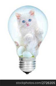 Electric lamp and kitten on a white background
