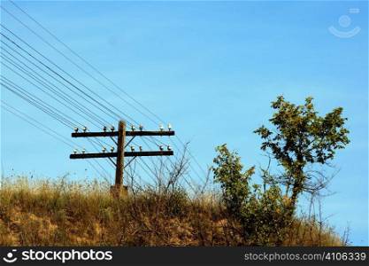 electric tower and tree