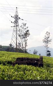 Electrical line on the tea plantation neae Nuwara Eliya