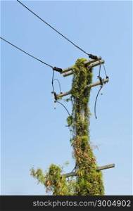 Electrical pole overgrown with ivy
