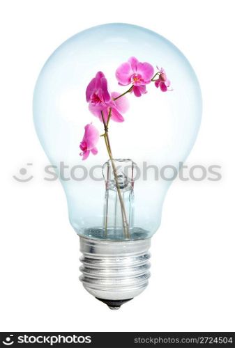 Electrobulb with a bunch of flowers orchid on a white background...