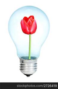 Electrobulb with a bunch of flowers tulips on a white background...