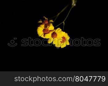 Elegant black background with desert brittle bush blossoms and fresh dew