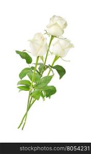 Elegant bouquet of three white roses on a long stem with green leaves isolated on white background, side view