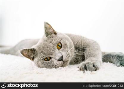 Elegant British Short Hair cat lying