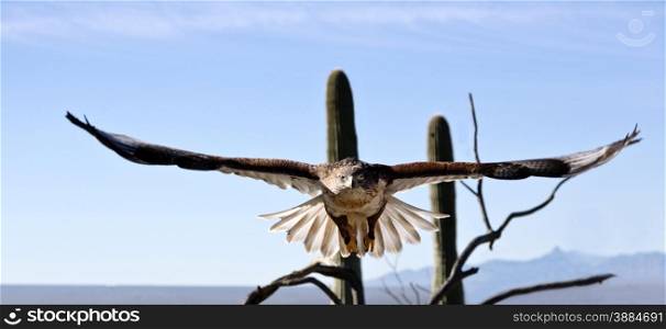 Elegant ferruginous hawk leaps into flight in America&rsquo;s Southwest during Free Flight at Arizona Sonora Desert Museum.