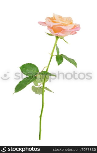 Elegant pink rose on a long stem with green leaves isolated on white background, side view