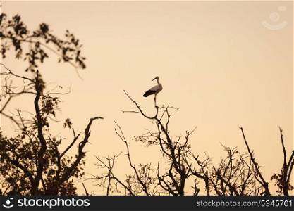 Elegant stork perched on a dead tree with a beautiful yellow sky background