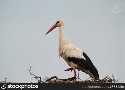 Elegant stork with its nest on an oak