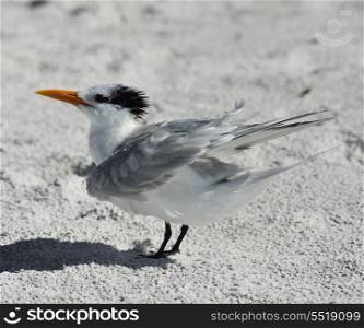 Elegant Tern Seabird Resting On The Beach