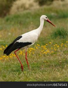 Elegant white stork . Elegant white stork walking in the field