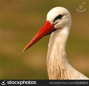 Elegant white stork walking in the field