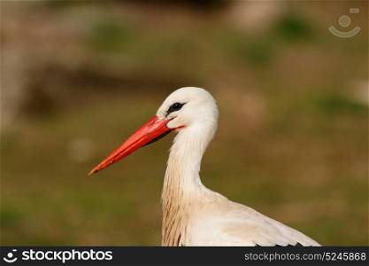 Elegant white stork walking in the field