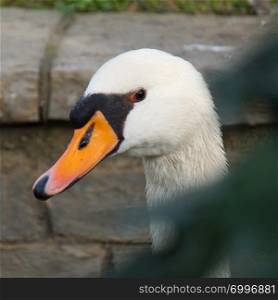 elegant white swan in the lake in the park