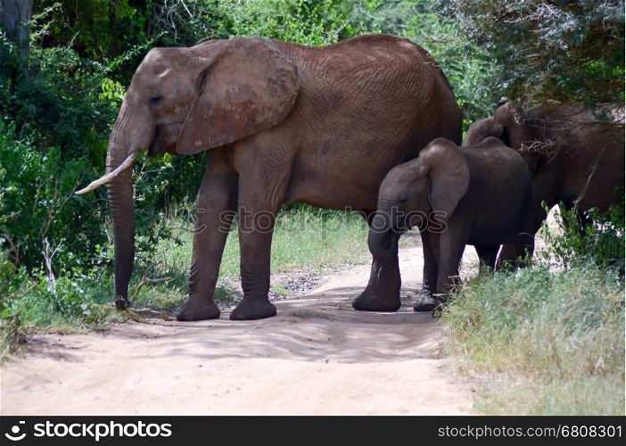 Elephant and her cub crossing . Elephant and her cub crossing the track in the savannah of Tsavo West Park in Kenya
