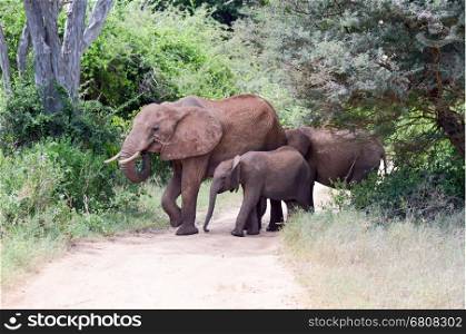 Elephant and her cub crossing the track. Elephant and her cub crossing the track in the savannah of Tsavo West Park in Kenya