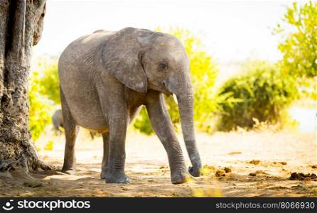 Elephant baby calf in the wild in Africa