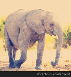 Elephant baby calf in the wild in Africa with retro Instagram style filter effect