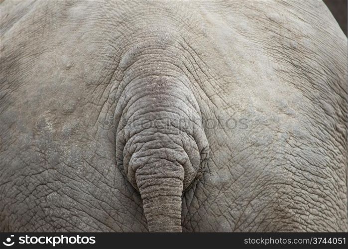 Elephant background pattern with tail. Gray elephant background pattern with tail and skin