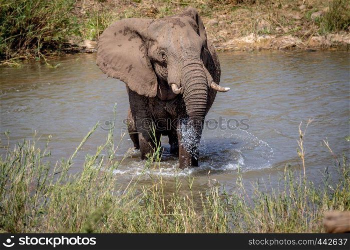 Elephant bull crossing a river in the Kruger National Park, South Africa.