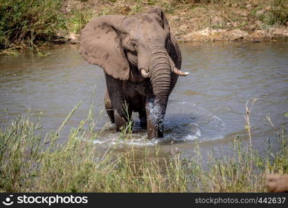 Elephant bull crossing a river in the Kruger National Park, South Africa.