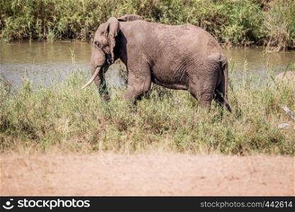 Elephant bull eating grass next to a river in the Kruger National Park, South Africa.