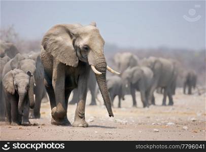 Elephant bull leading a large herd; African elephants; Loxodonta Africana