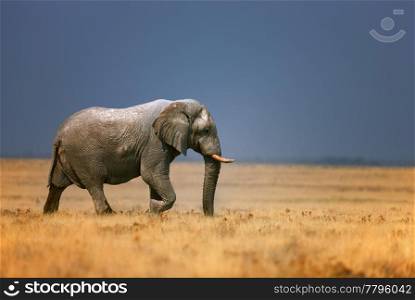 Elephant bull walking in open grassfield; Loxodonta Africana; Etosha