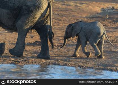 Elephant Calf with mom at sunset