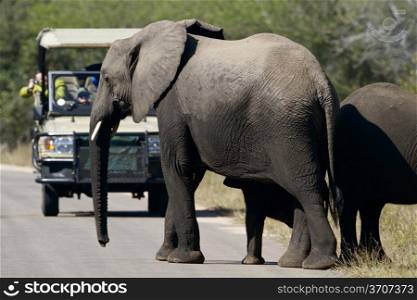 Elephant crossing the road with tourist on a tour, Africa