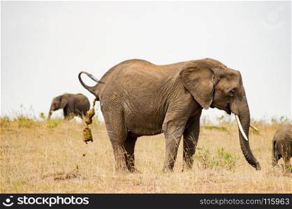 Elephant doing these needs in the savannah . Elephant doing these needs in the savannah of Masai Mara Park in Kenya