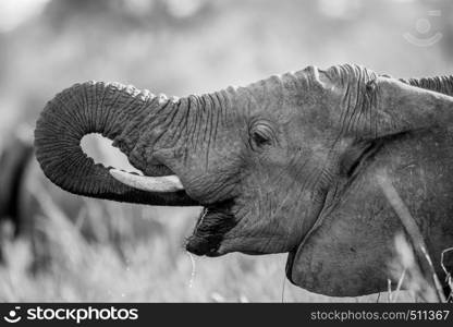 Elephant drinking in black and white in the Kruger National Park, South Africa.